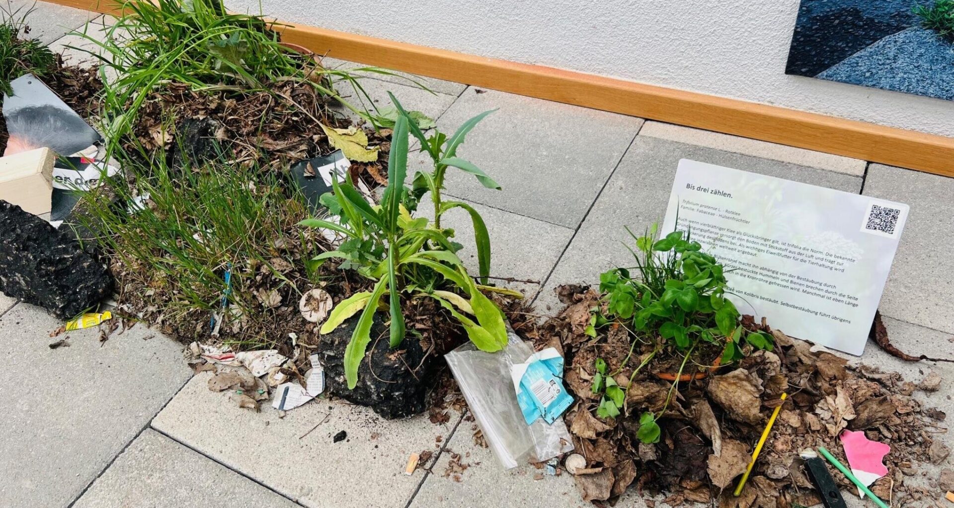 Ausstellung zeigt Pflanzenvielfalt an Straßen und Wegen