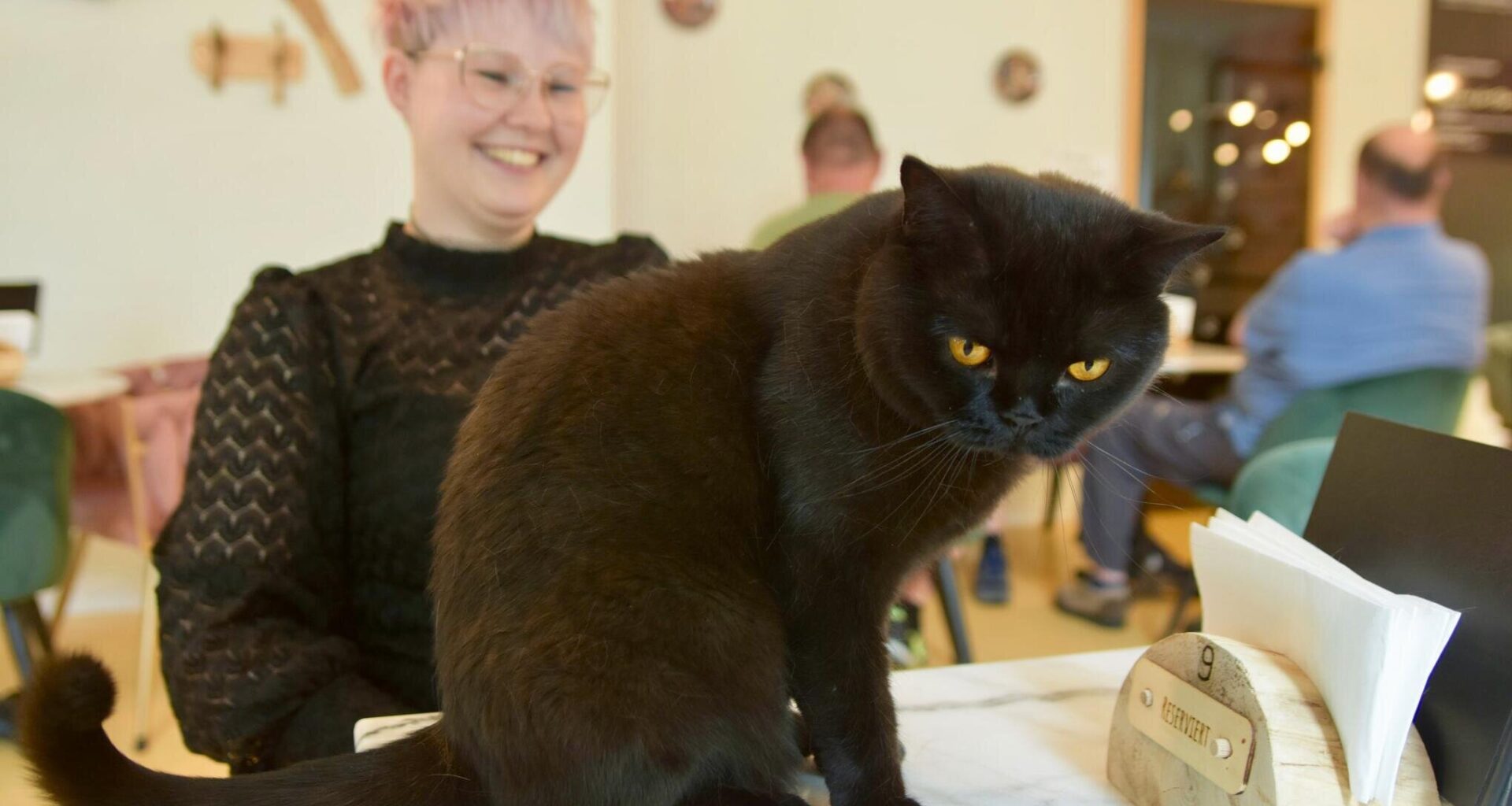 Kulturhauptstadt-Effekt auch bei den Samtpfoten? – So geht es dem Chemnitzer Katzencafé