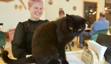 Kulturhauptstadt-Effekt auch bei den Samtpfoten? – So geht es dem Chemnitzer Katzencafé