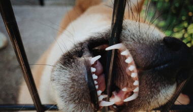 Hund beißt Kind in Chemnitzer Café: Halter vor Gericht
