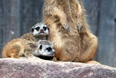 Kleine Entdecker: Erdmännchen-Nachwuchs im Tierpark Chemnitz - Erdmännchennachwuchs im Chemnitzer Tierpark.