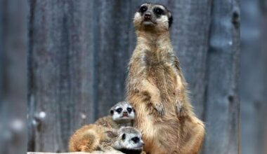 Kleine Entdecker: Erdmännchen-Nachwuchs im Tierpark Chemnitz