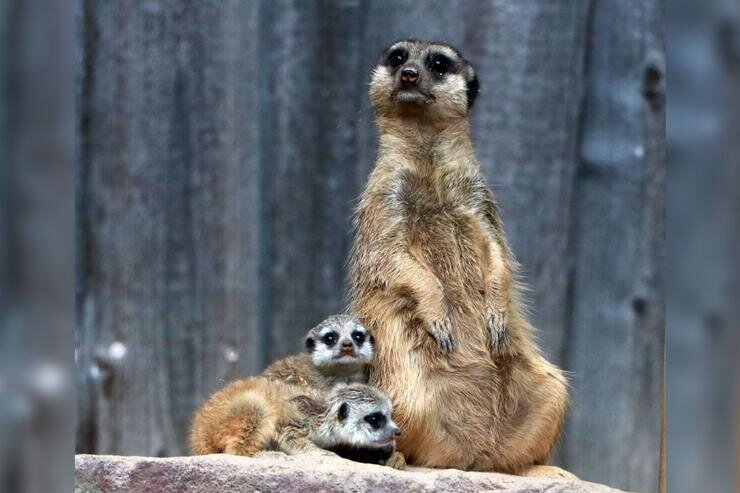 Kleine Entdecker: Erdmännchen-Nachwuchs im Tierpark Chemnitz
