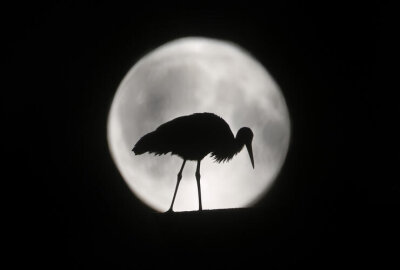 Hier ist ein Storch im Mond unterwegs - Vollmond mit Storch in der Nacht von Samstag auf Sonntag.