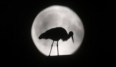 Hier ist ein Storch im Mond unterwegs