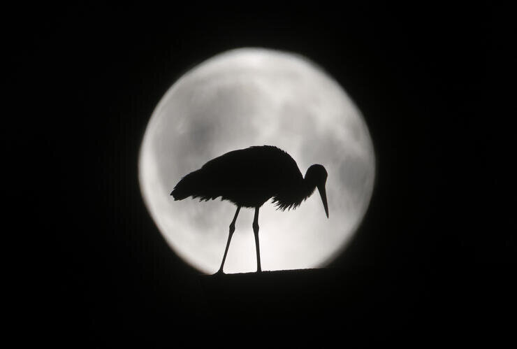 Hier ist ein Storch im Mond unterwegs