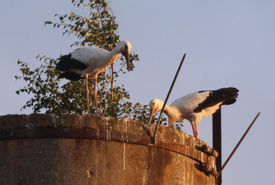 Hier ist ein Storch im Mond unterwegs - Auch der Schornstein des benachbarten Rogo-Tauscher-Areals wird genutzt.
