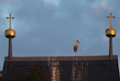 Hier ist ein Storch im Mond unterwegs - Vom Oberlungwitzer Kirchturm aus gibt es auch einen guten Überblick.