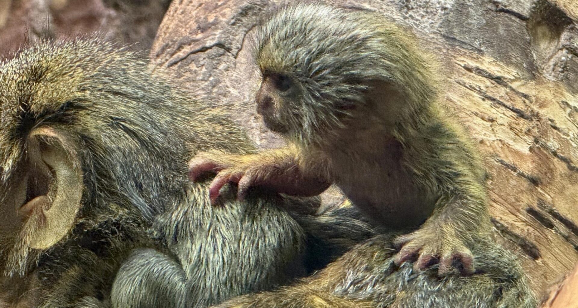 Chemnitzer Tierpark meldet Geburt bei seltener Affenart