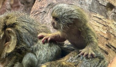 Chemnitzer Tierpark meldet Geburt bei seltener Affenart