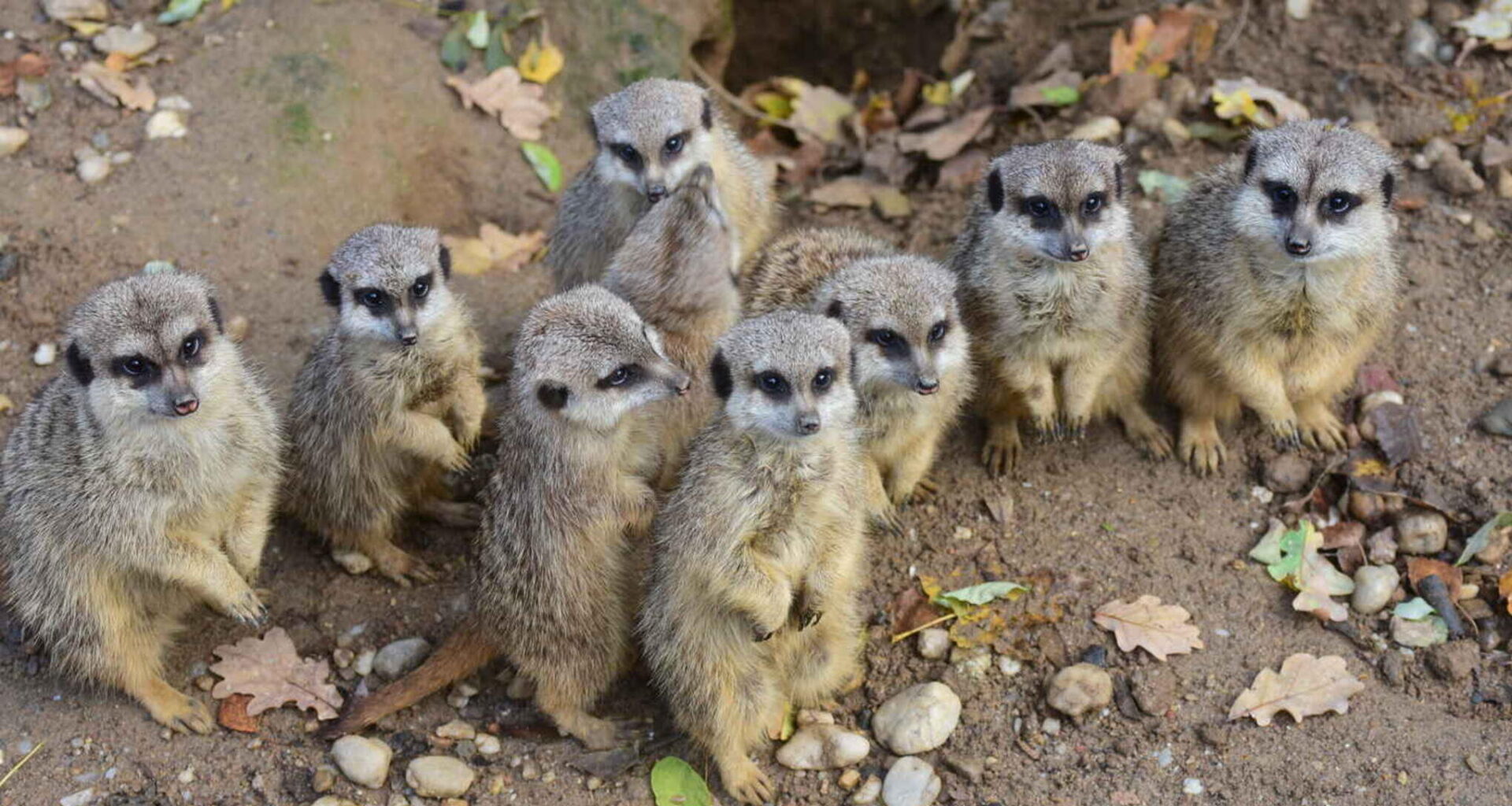 Chemnitzer Tierpark verliert an Zuspruch