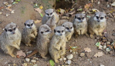 Chemnitzer Tierpark verliert an Zuspruch