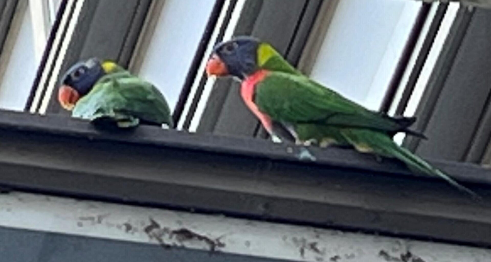 Entflohene Papageien in Chemnitzer Innenstadt unterwegs