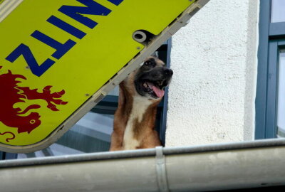 Einsatz in Chemnitz: Aggressiver Hund blockiert Rettung vom Dach - Drehleiter im Einsatz: Ein Hund wurde am Donnerstagnachmittag auf einem Dachvorsprung in Chemnitz gesichtet.