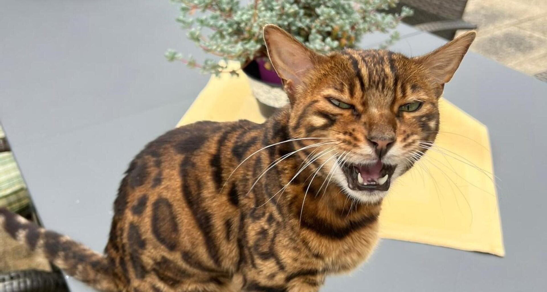 Wie gelangte die Bengal-Katze von Nürnberg ins Vogtland?