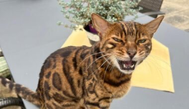 Wie gelangte die Bengal-Katze von Nürnberg ins Vogtland?