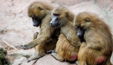Debatte um Affen-Tötungen: NRW-Zoos: Pavian-Tötung in Nürnberg nachvollziehbar
