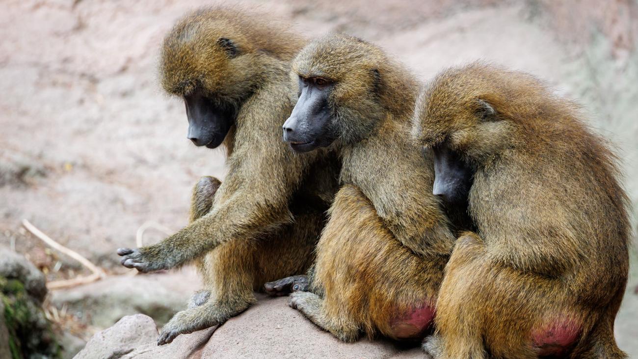 Debatte um Affen-Tötungen: NRW-Zoos: Pavian-Tötung in Nürnberg nachvollziehbar