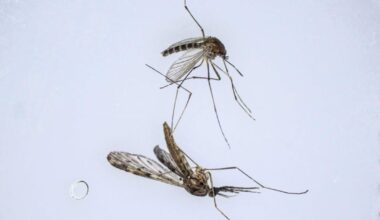 Brasilien setzt Millionen genmanipulierte Moskitos aus