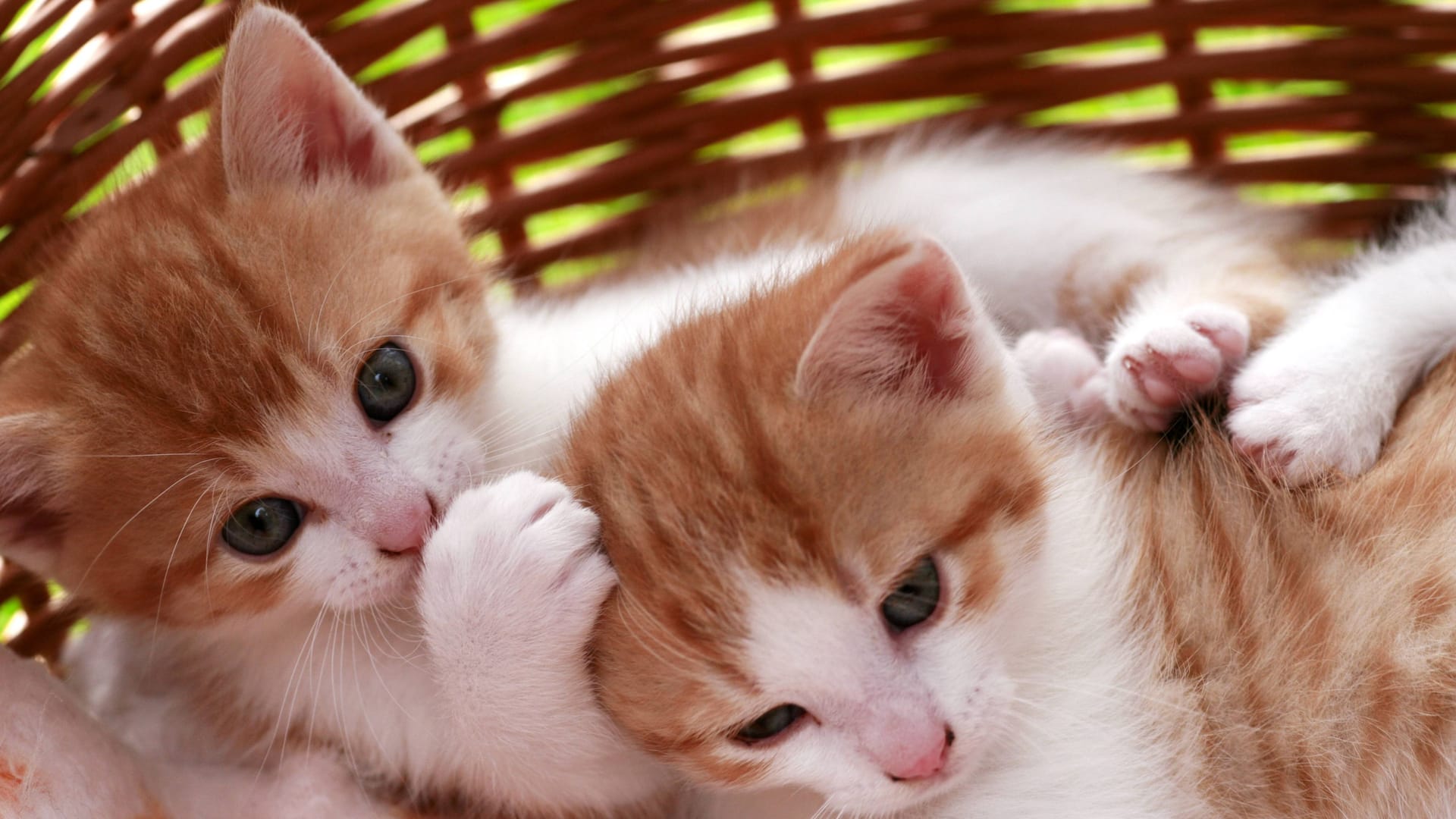 Zwei Katzenbabys im Körbchen (Symbolbild): In Düsseldorf wurden zwei junge Kater in einer Transportbox auf einem Spielplatz ausgesetzt.