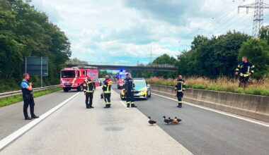 Entenfamilie überquert A671 - Vollsperrung