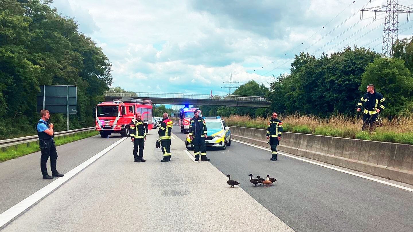 Entenfamilie überquert A671 - Vollsperrung