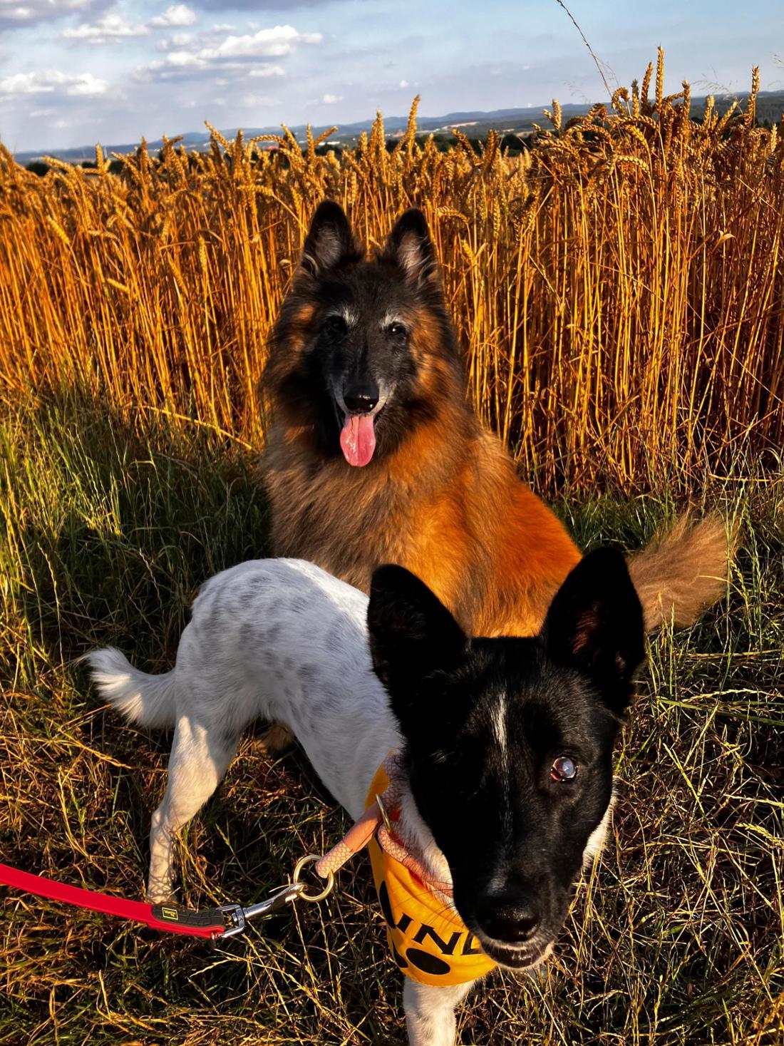 Maggie versteht sich sehr gut mit Hund Kimba.