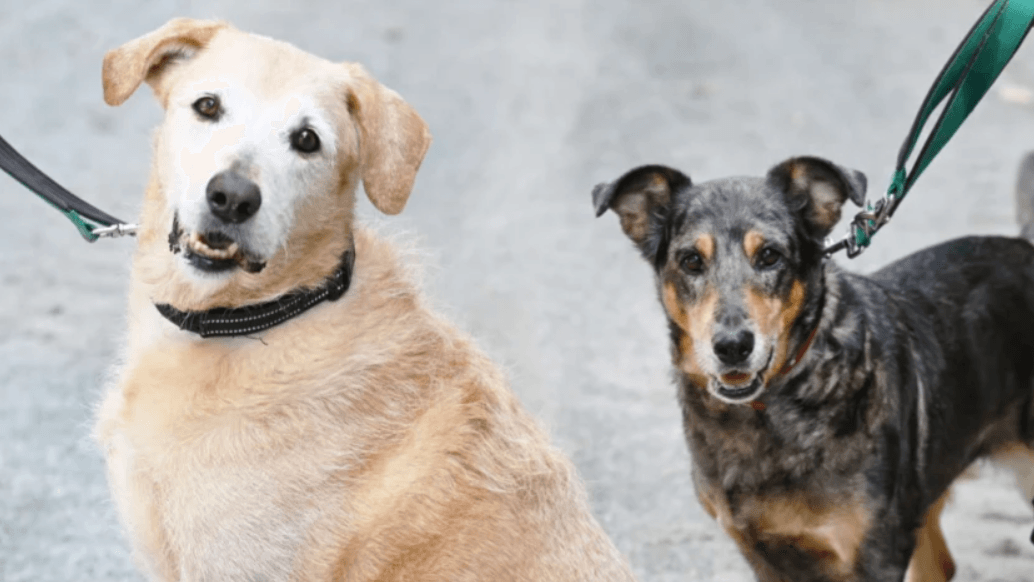 Samson und Tiffy: Sie kamen durch einen Nachlass in die das Tierheim Berlin.
