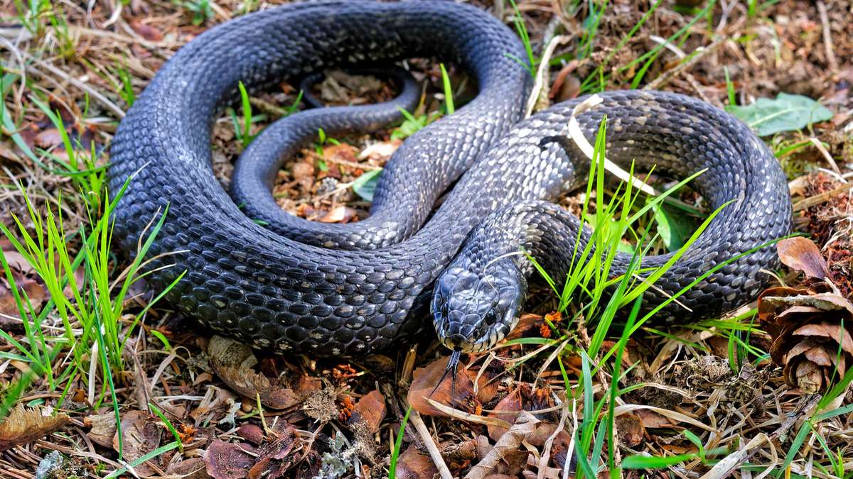 Häufung von Sichtungen schwarzer Schlangen in Deutschland – sind sie gefährlich oder harmlos?