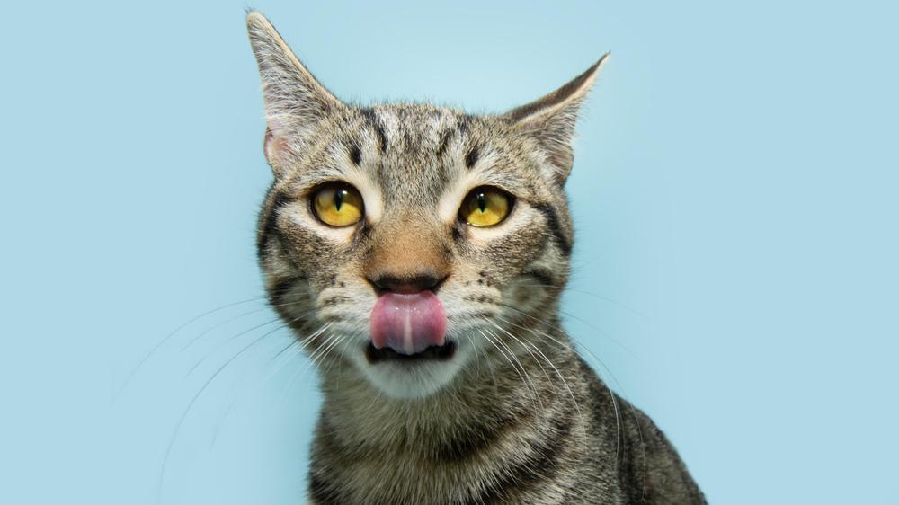 Private Katzenvideos: Um die Körpersprache der Tiere zu untersuchen, rufen Forscher der Universität Bochum nun Katzenbesitzer dazu auf, ihre Tiere zu filmen und die Videos einzusenden.