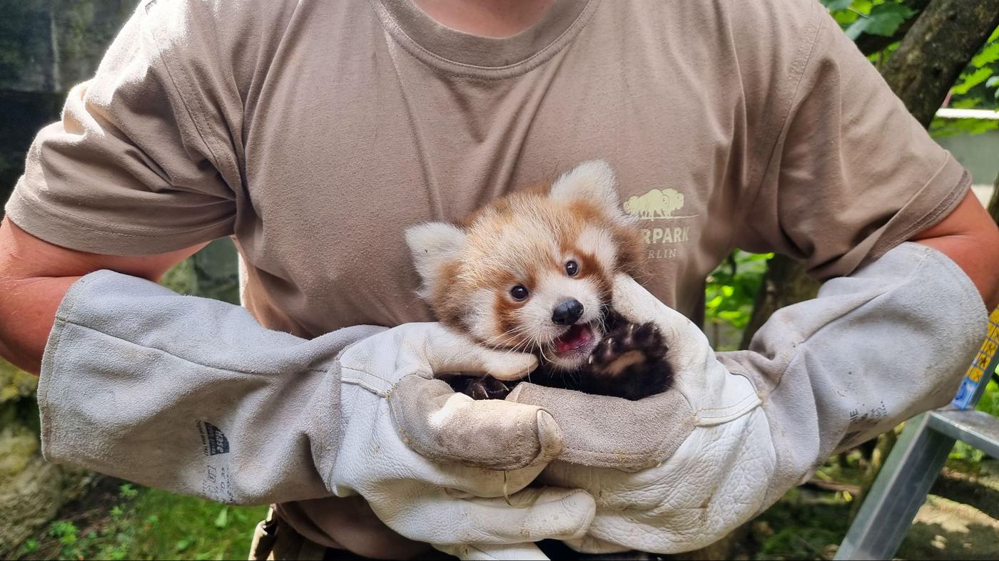 Rote Panda-Zwillinge in Berlin geboren