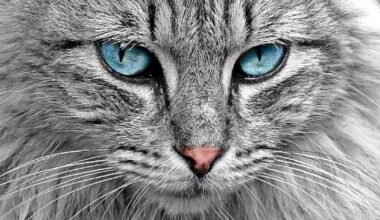 Das sind die niedlichsten Katzen Bielefelds