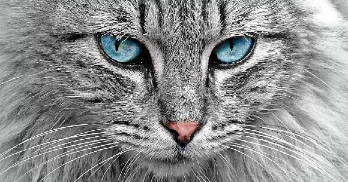 Das sind die niedlichsten Katzen Bielefelds