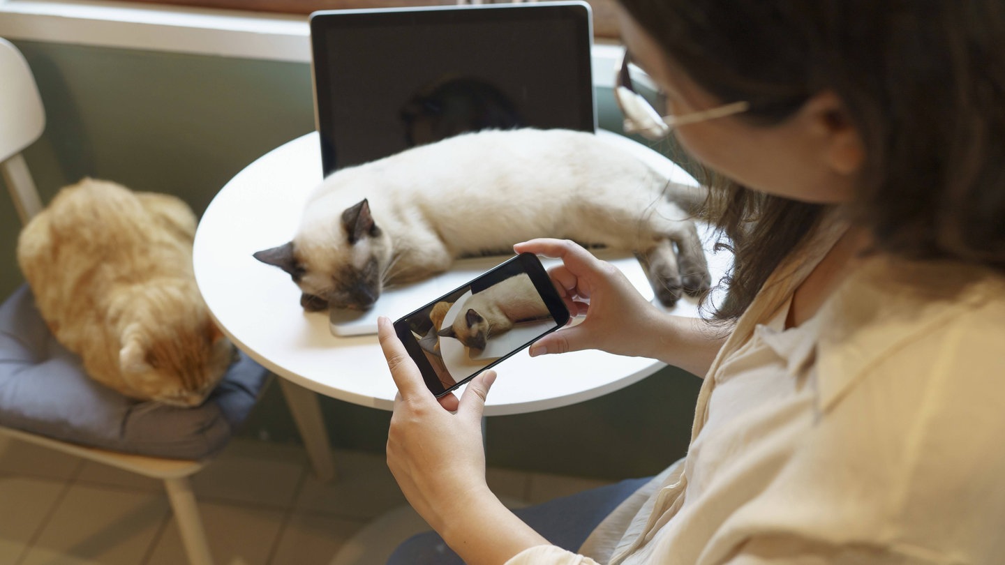 Filmen für die Wissenschaft: Warum die Uni Bochum um Katzenvideos bittet