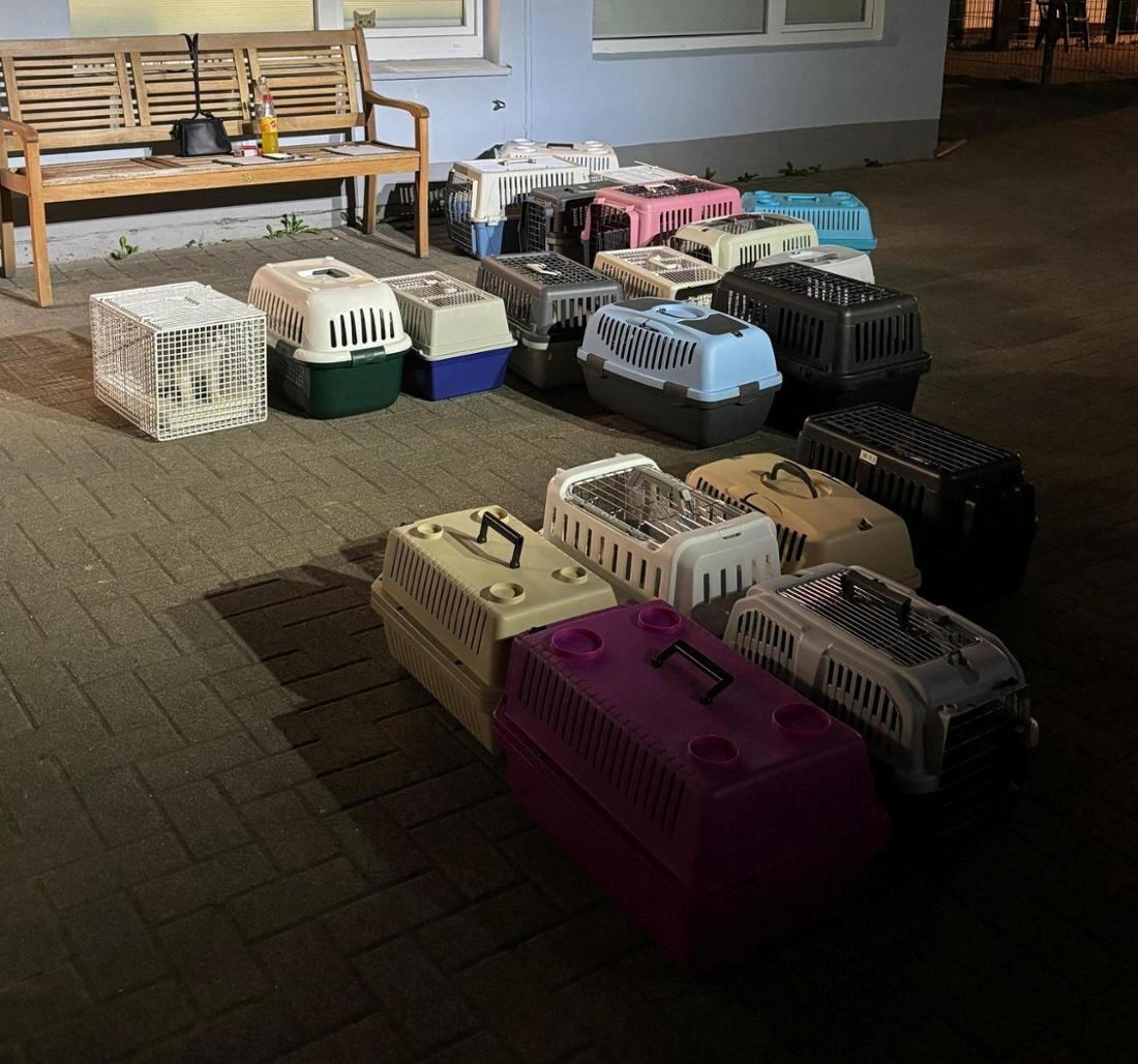 Die Katzen sind nun in der Obhut der Tierschützer. 