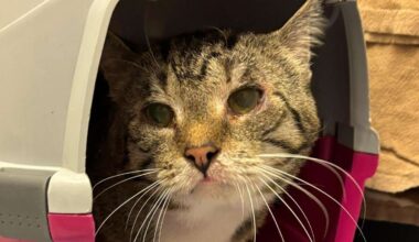 60 Katzen aus Wohnung gerettet – „Unter katastrophalen Bedingungen vorgefunden“