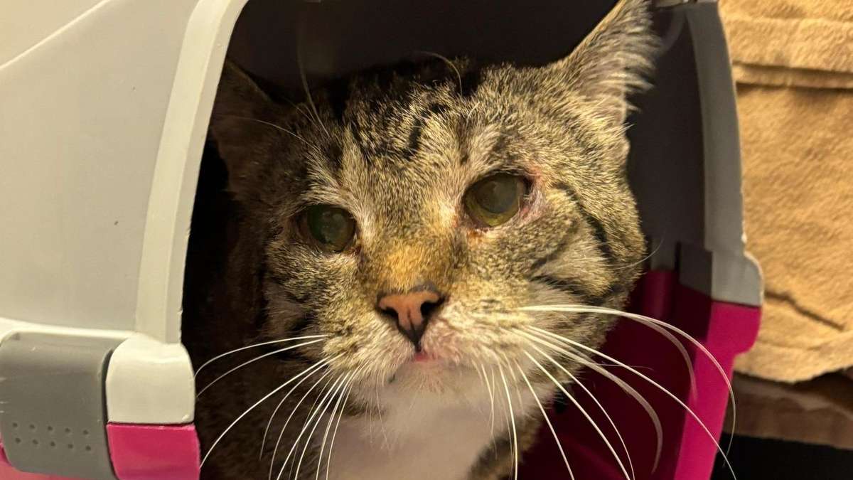 60 Katzen aus Wohnung gerettet – „Unter katastrophalen Bedingungen vorgefunden“