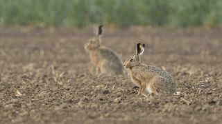 Symbolbild: Feldhasen in freier Natur auf einem Acker. Bild: dpa/ imageBROKER / wunderbare Erde Gordana & Ralf K