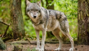 Archivbild: Ein Wolf in Brandenburg steht in einem Waldstück. (Quelle: dpa/Tutschel)