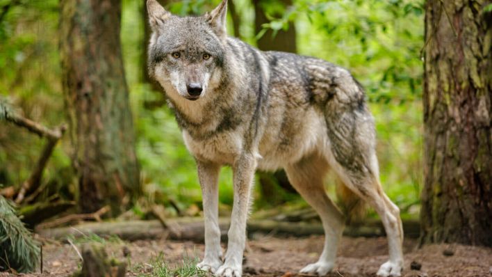 Archivbild: Ein Wolf in Brandenburg steht in einem Waldstück. (Quelle: dpa/Tutschel)