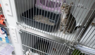 Archivbild: Katzen sitzen im Tierheim Berlin im Bereich der Katzenquarantäne in Käfigen. (Quelle: dpa/Gollnow)