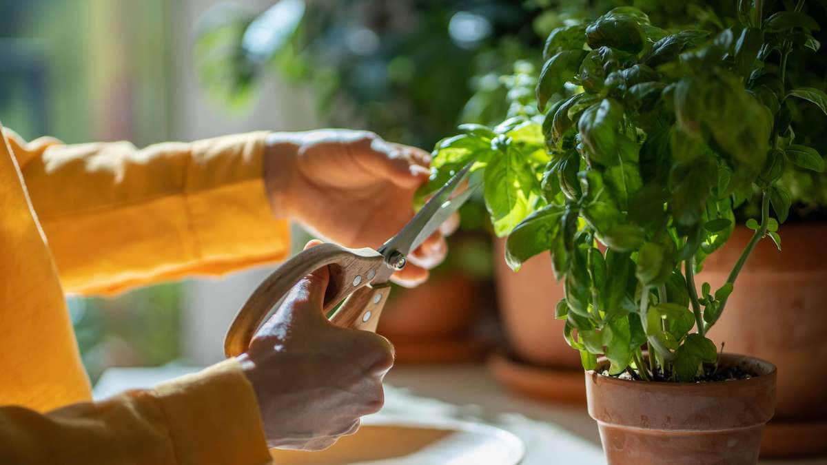 Trick lässt Pflanze ewig nachwachsen
