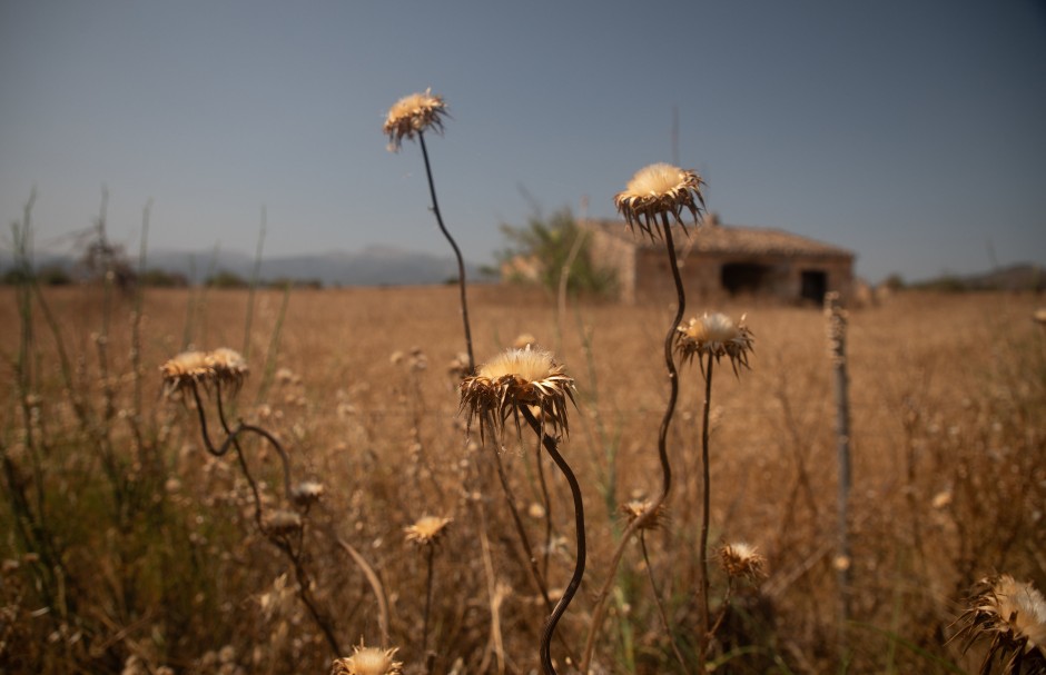 Trockene Felder in der Nähe des Dorfes Sineu auf Mallorca.