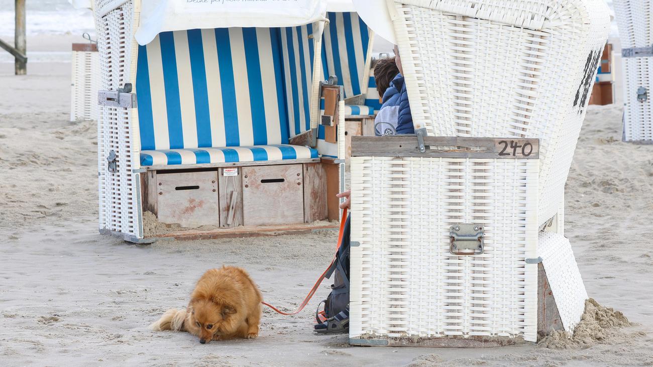 Elbvertiefung: Der tägliche Newsletter aus Hamburg: Und was macht Ihr Haustier in den Ferien?