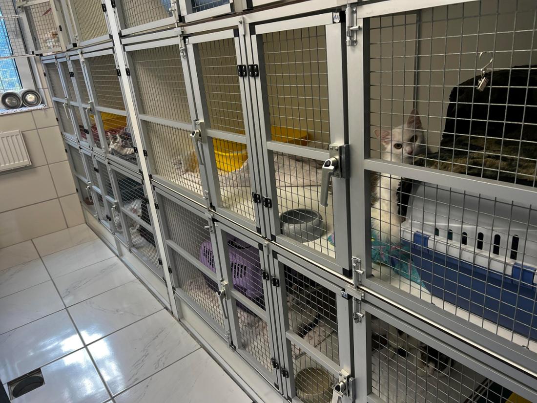 Auf der Katzen-Quarantänestation im Tierheim Bochum ist alles belegt. So viele Aufnahmen machen den Tierheimalltag zur kräftezehrenden Herausforderung.