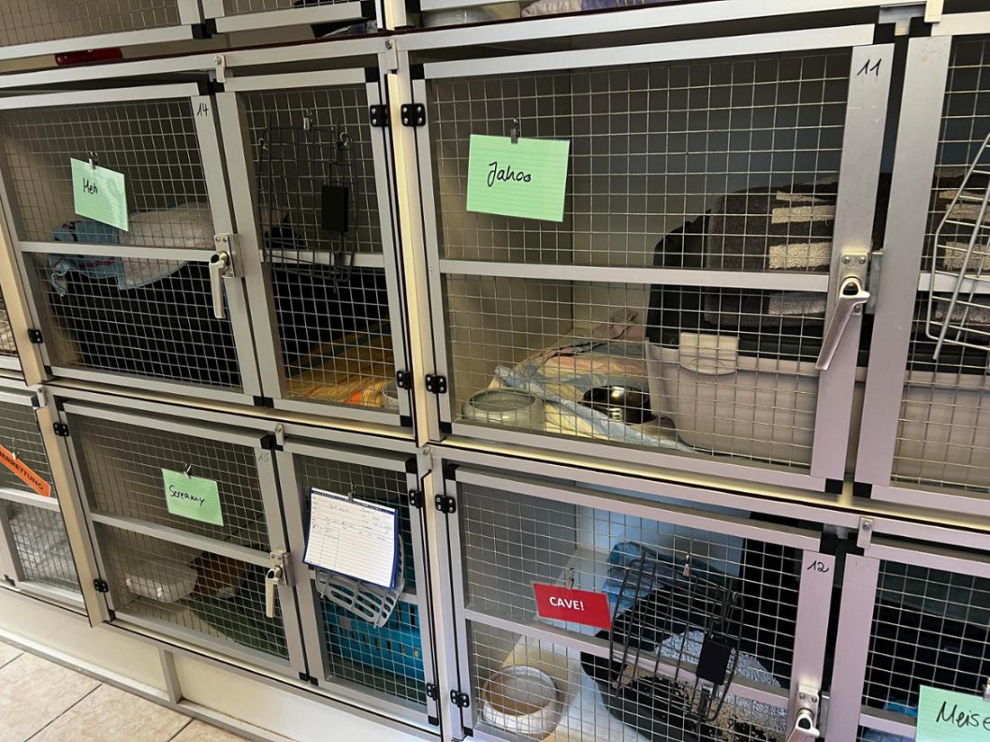 Alles belegt: Die Quarantäneboxen für Katzen sind voll, die -zimmer ebenfalls, es geht nichts mehr.
