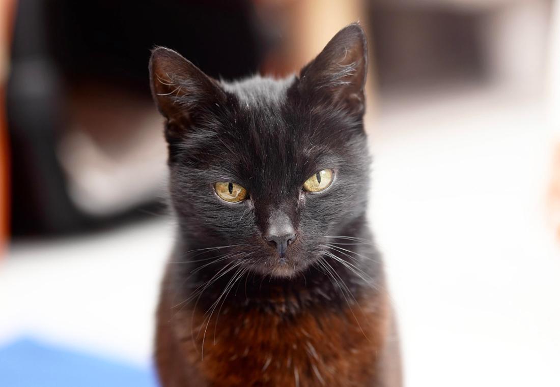 Mariechen ist circa zehn Jahre alt, schwarz und erst mal keine Kuschelkatze – Voraussetzungen, die es ihr schwermachen. Sie ist ein kleiner Notfall.
