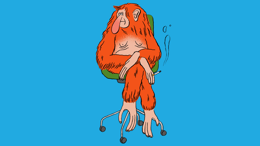 "Aber?" von Max Goldt: Hier zu sehen: Jener Orang-Utan mit Nasenaffennase, der auch schon in der Ausgabe 5/2019 auf Seite 38 müde aus der Zeitung blickte.