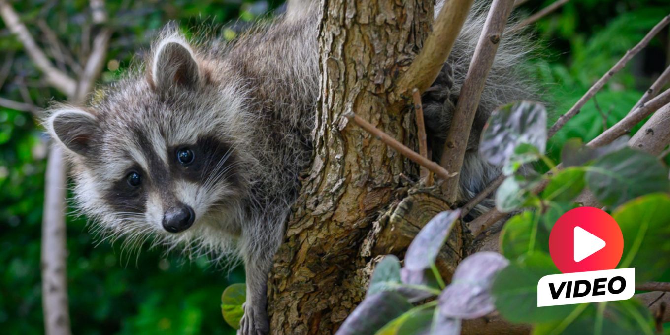 Berlin kämpft mit rasant wachsender Waschbär-Population