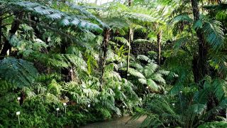 Blick in das Mittelmeerhaus im Botanischen Garten.(Quelle:rbb/S.Oberwalleney)